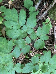 Actaea