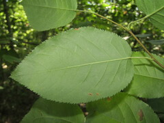 Amelanchier arborea