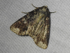 Condica