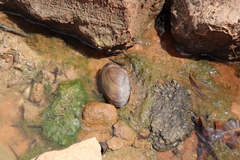 Pyganodon grandis