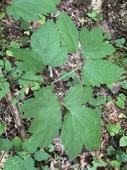 Actaea