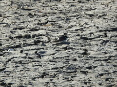 Tachycineta leucorrhoa