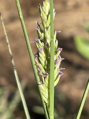 Distichlis spicata
