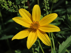 Bidens polylepis