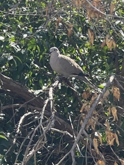 Streptopelia decaocto