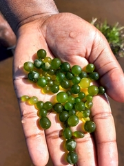 Hydrodictyon africanum