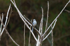 Melaenornis fischeri