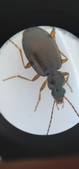 Agonum bicolor