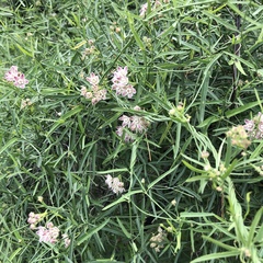 Funastrum heterophyllum