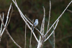 Melaenornis fischeri