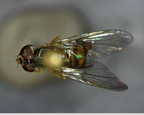 iNaturalist observation photo of Hover Flies