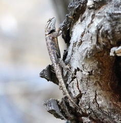 Sceloporus uniformis