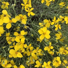 Psilostrophe cooperi