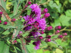 Vernonia noveboracensis