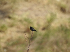 Hymenops perspicillatus