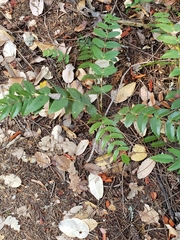 Berberis nervosa