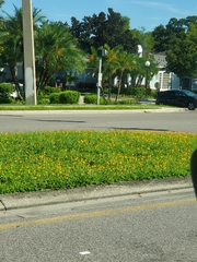 Arachis pintoi