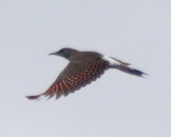 Colaptes auratus cafer