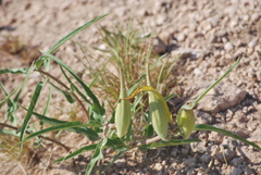 Asclepias viridiflora