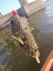 Chilomycterus schoepfii