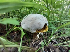Hypomyces chrysospermus
