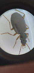 Agonum bicolor