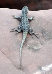 Sceloporus tristichus