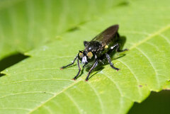 Laphria canis