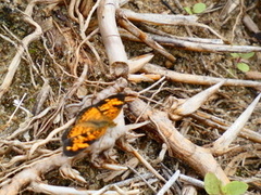 Phyciodes tharos