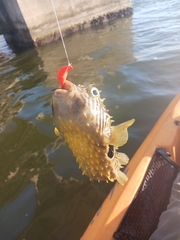 Chilomycterus schoepfii