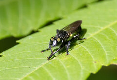 Laphria canis