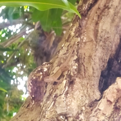 Anolis rodriguezii