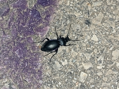Carabus violaceus