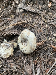 Lactarius pubescens