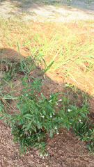 Mecardonia acuminata