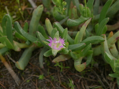 Carpobrotus modestus