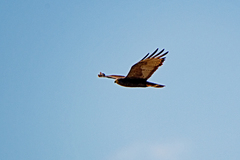 Buteo albonotatus