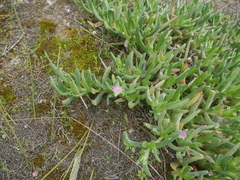 Carpobrotus modestus