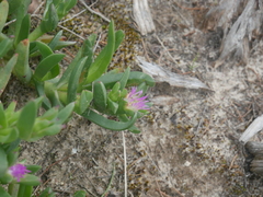 Carpobrotus modestus