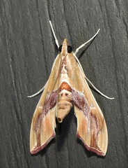 Agathodes monstralis