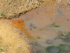 Gallionellaceae