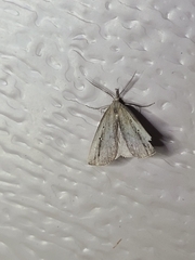 Macrochilo orciferalis