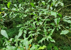 Prunus spinosa
