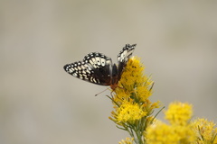 Speyeria nokomis