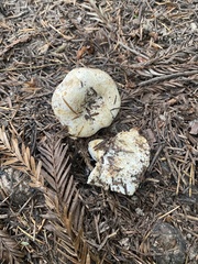 Lactarius pubescens