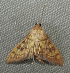 Mimorista subcostalis