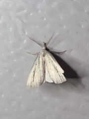 Macrochilo orciferalis