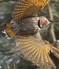 Colaptes auratus luteus