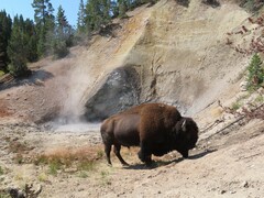 Bison bison
