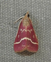 Pyrausta volupialis